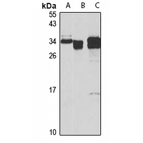 SOD3 Rabbit Polyclonal Antibody