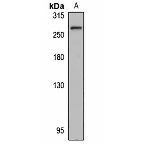 SorLA Rabbit Polyclonal Antibody