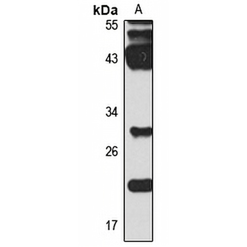 Sclerostin Rabbit Polyclonal Antibody