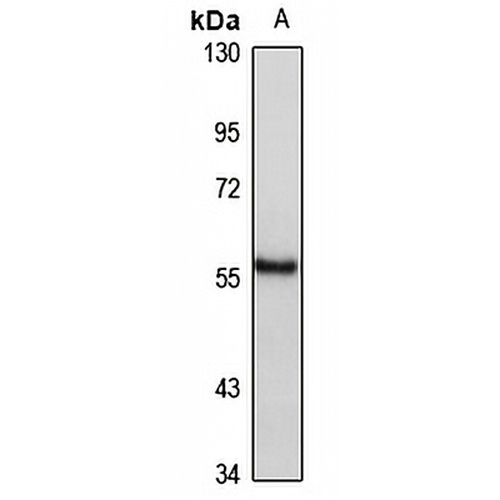 SOX10 Rabbit Polyclonal Antibody
