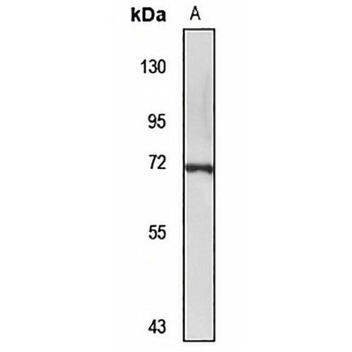 Sox-13 Rabbit Polyclonal Antibody