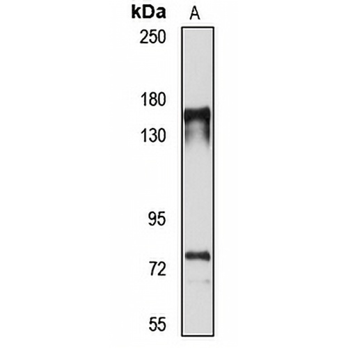 Cytospin-A Rabbit Polyclonal Antibody
