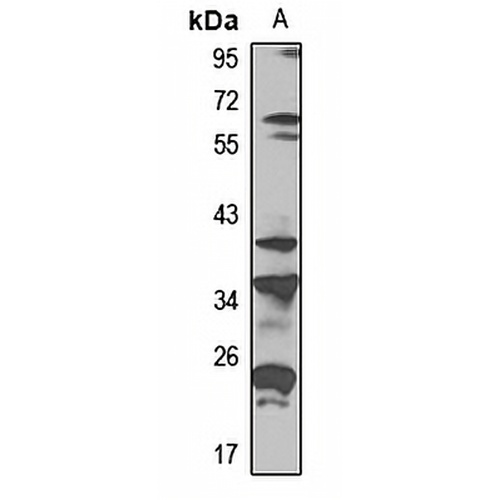 SPEM1 Rabbit Polyclonal Antibody
