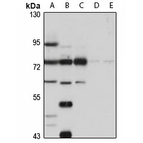 Spartin Rabbit Polyclonal Antibody