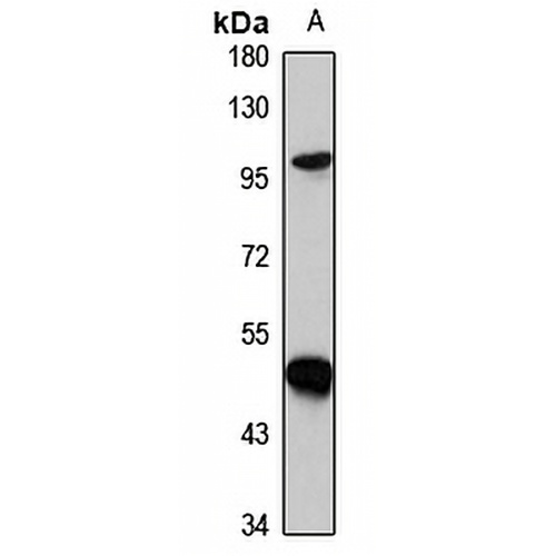 Spi-B Rabbit Polyclonal Antibody