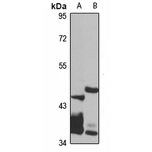 SPOP Rabbit Polyclonal Antibody