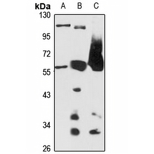 SPPL2a Rabbit Polyclonal Antibody