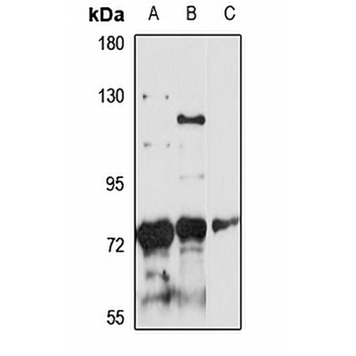 SRBD1 Rabbit Polyclonal Antibody