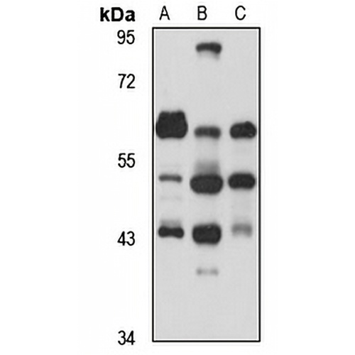 SRCRB4D Rabbit Polyclonal Antibody