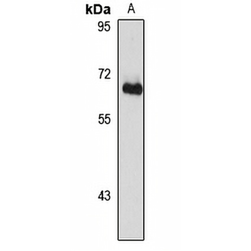 SRRP86 Rabbit Polyclonal Antibody