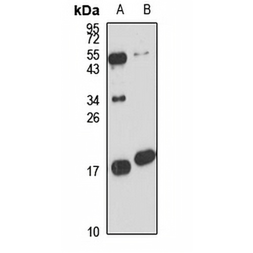 SRP14 Rabbit Polyclonal Antibody