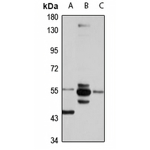 SRP54 Rabbit Polyclonal Antibody