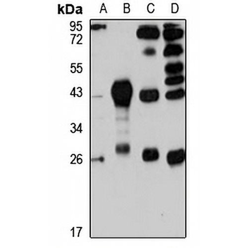 Sarcospan Rabbit Polyclonal Antibody