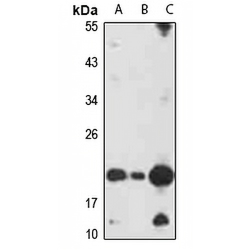 TRAP gamma Rabbit Polyclonal Antibody