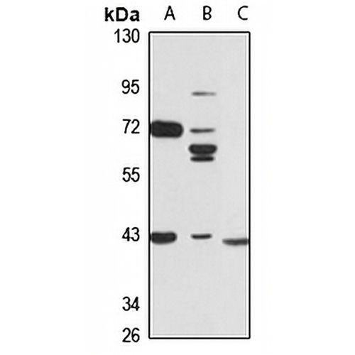 Sialyltransferase 7B Rabbit Polyclonal Antibody