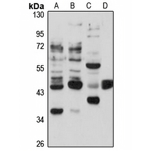 STAC Rabbit Polyclonal Antibody