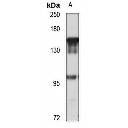 SA-1 Rabbit Polyclonal Antibody