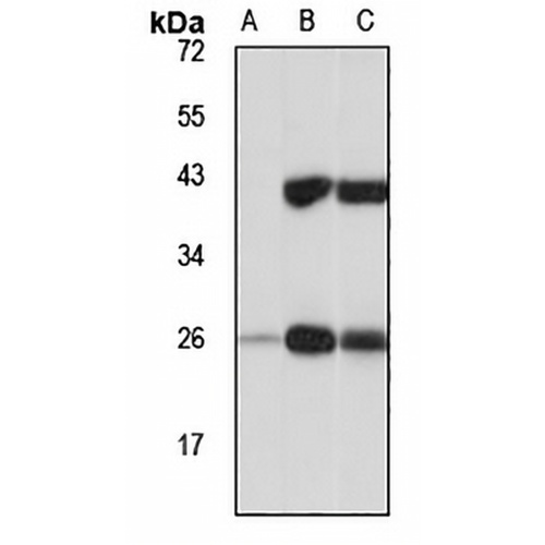 MENTHO Rabbit Polyclonal Antibody