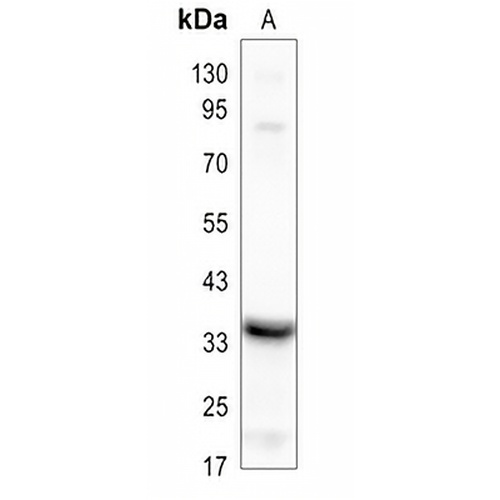 Stanniocalcin 1 Rabbit Polyclonal Antibody