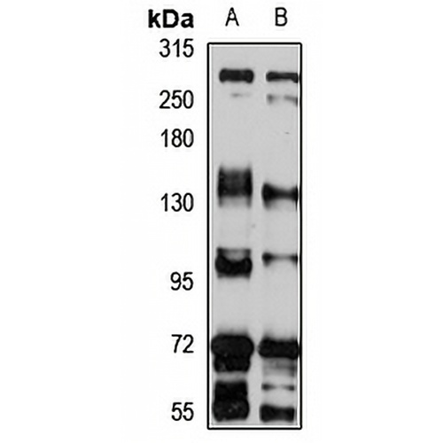 STIL Rabbit Polyclonal Antibody