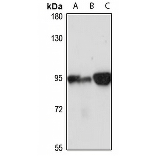 Stim1 Rabbit Polyclonal Antibody
