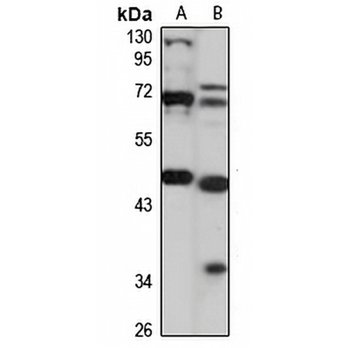 STK25 Rabbit Polyclonal Antibody