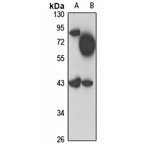 STK32A Rabbit Polyclonal Antibody