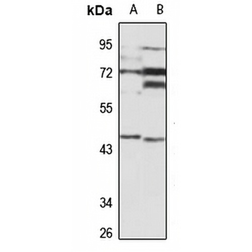 ILPIP Rabbit Polyclonal Antibody