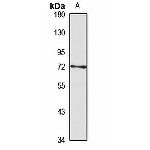 SPNR Rabbit Polyclonal Antibody