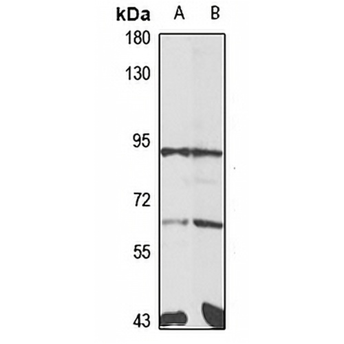 Striatin-3 Rabbit Polyclonal Antibody