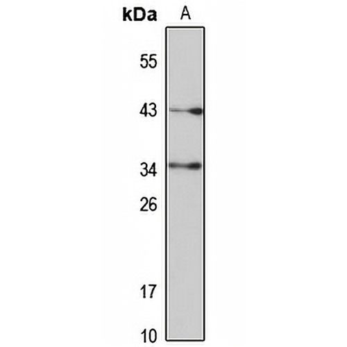 Syntaxin-10 Rabbit Polyclonal Antibody