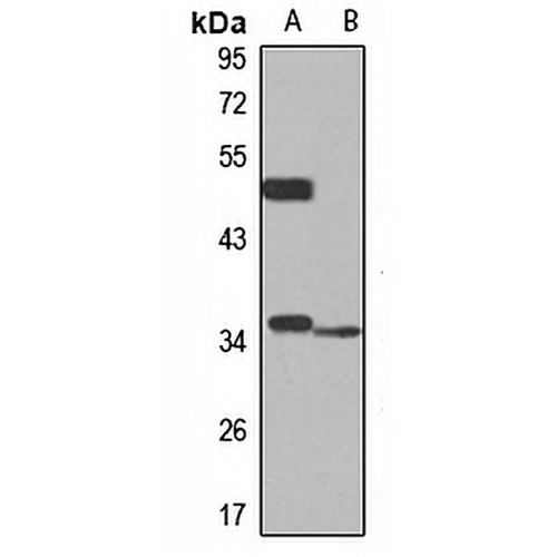 Syntaxin-11 Rabbit Polyclonal Antibody