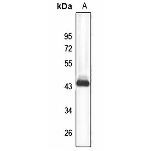Syntaxin-16 Rabbit Polyclonal Antibody