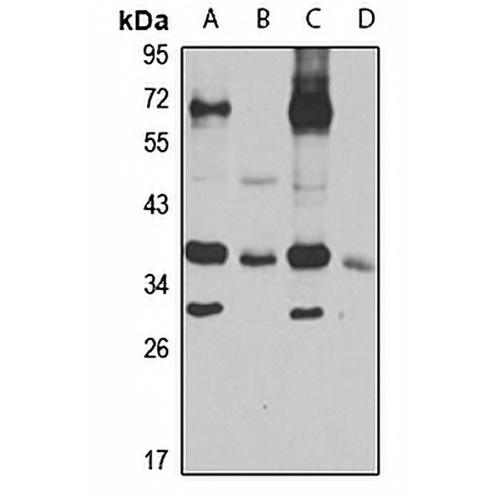 Syntaxin-4 Rabbit Polyclonal Antibody