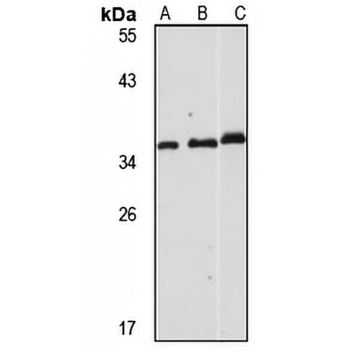 Syntaxin 6 Rabbit Polyclonal Antibody