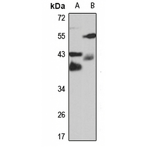 Syntaxin-7 Rabbit Polyclonal Antibody
