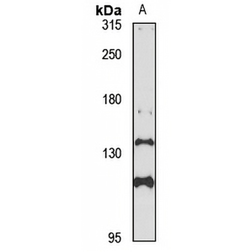 Tomosyn-1 Rabbit Polyclonal Antibody