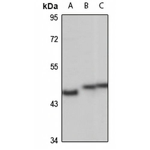 SUCLG2 Rabbit Polyclonal Antibody