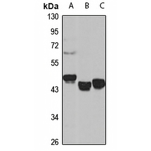 SUGCT Rabbit Polyclonal Antibody