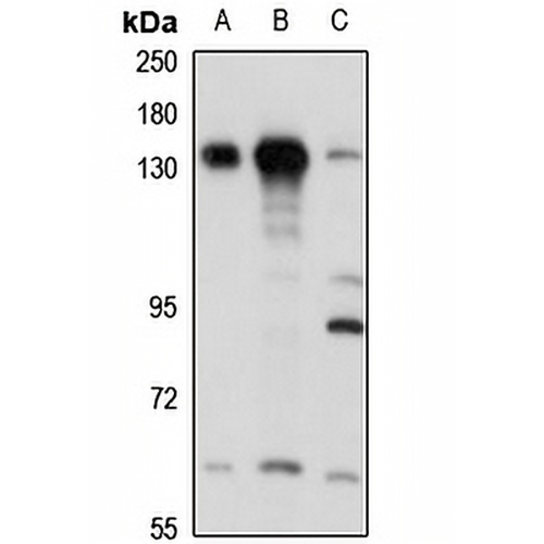 SFRS14 Rabbit Polyclonal Antibody