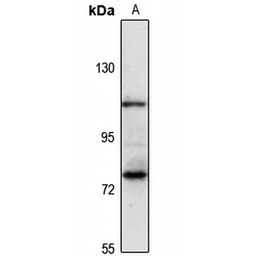 Sulf-1 Rabbit Polyclonal Antibody