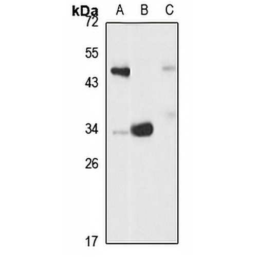 SULT1A3 Rabbit Polyclonal Antibody