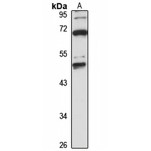 SUMF1 Rabbit Polyclonal Antibody