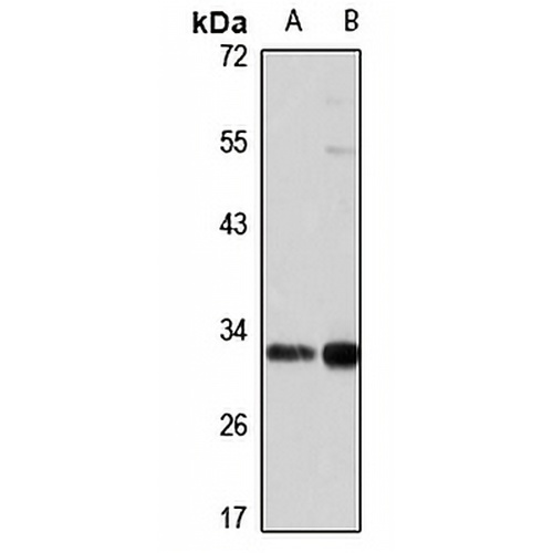 SUMF2 Rabbit Polyclonal Antibody