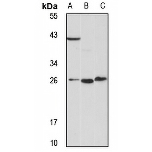 SURF-4 Rabbit Polyclonal Antibody