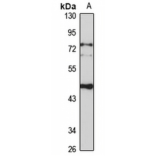 SUV39H1 Rabbit Polyclonal Antibody
