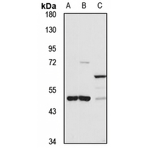 SUV420H2 Rabbit Polyclonal Antibody