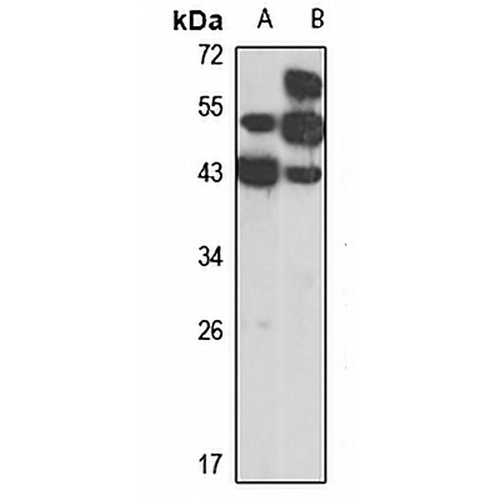 SYCE1 Rabbit Polyclonal Antibody