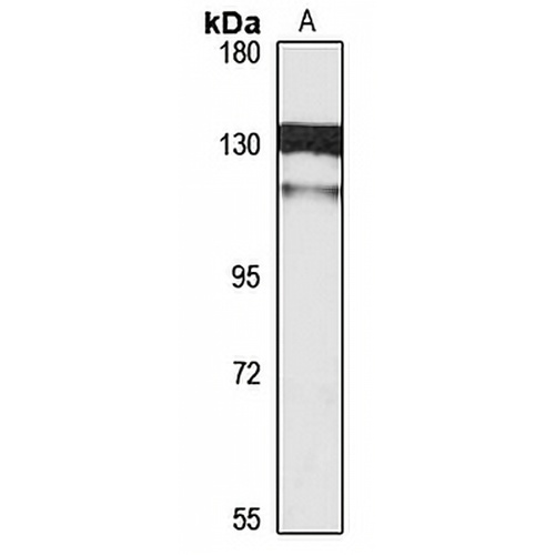 SCP1 Rabbit Polyclonal Antibody