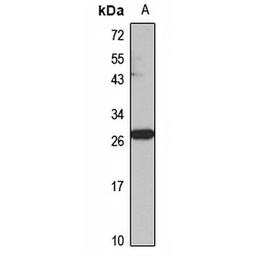 Synaptogyrin-1 Rabbit Polyclonal Antibody